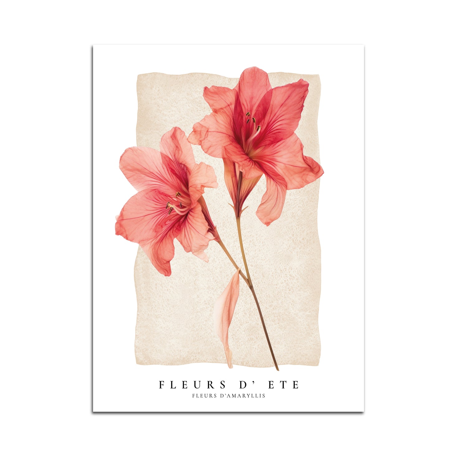 Amaryllis Summer Flowers (Fleurs d'ete)